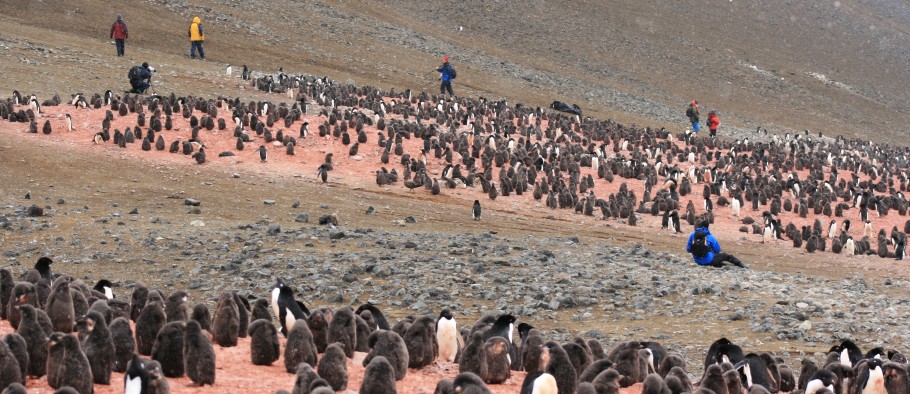 toeristen bekijken de kolonie